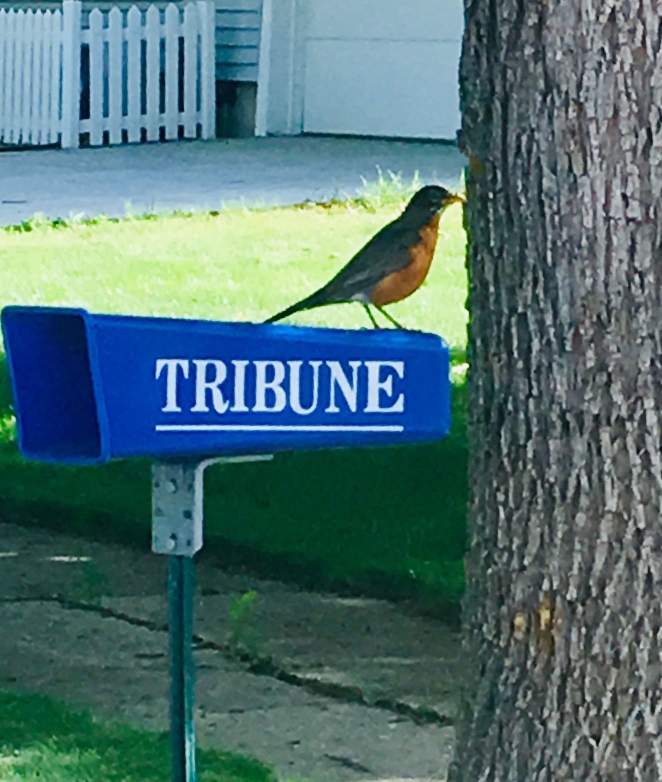 Robin Caroling